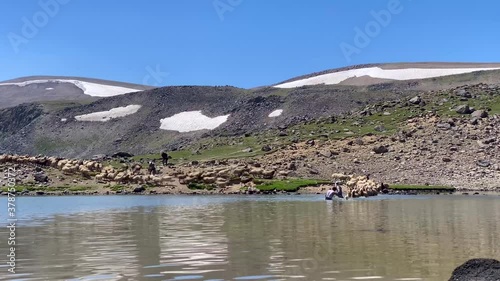 Flock of Sheep Enter the Lake Cross the River Swim in the Water Wash their Wet Fur Wool by Nomad People in Iran Ardabil Sabalan Snow Mountain Nature Highland Landscape photo