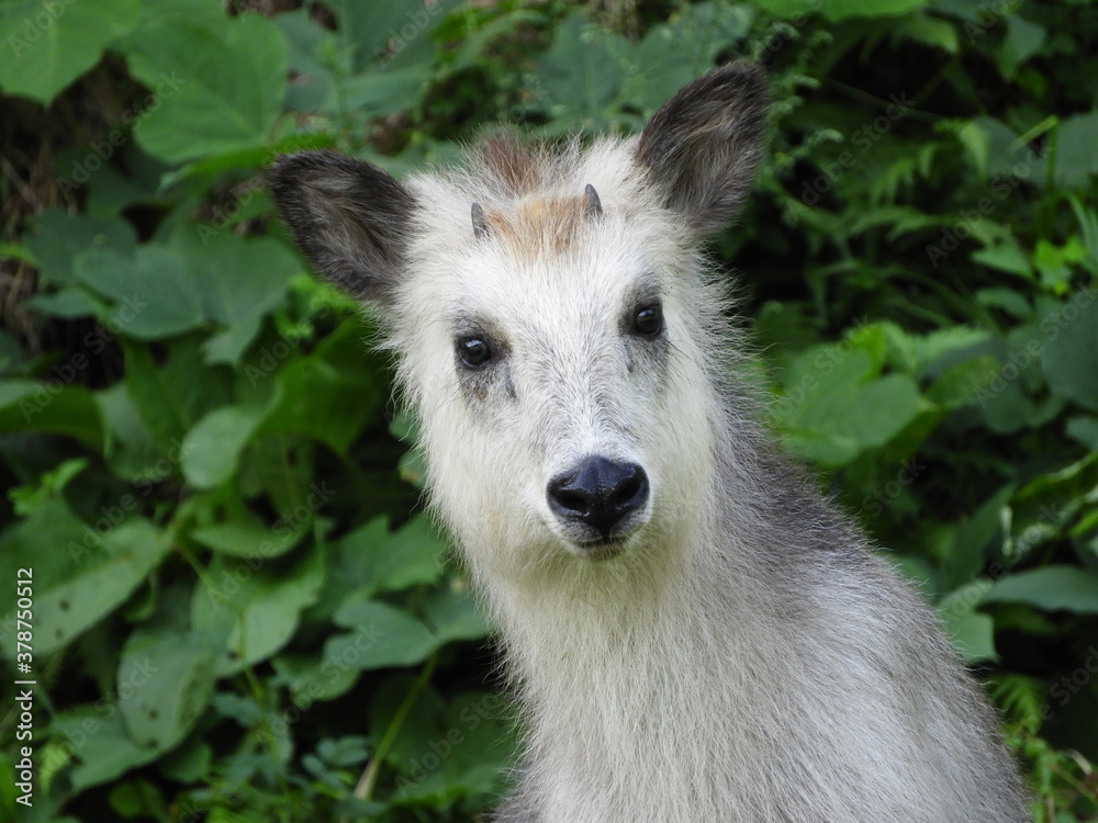 Fototapeta premium こどもの二ホンカモシカ