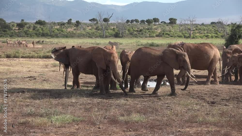 Africa. Kenya. Elephant eats grass in savannah Africa. Kenya. Elephant eats grass in savannah