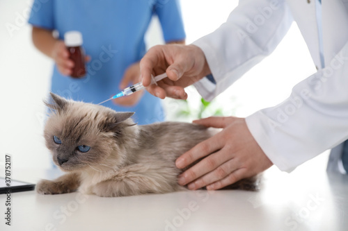 Professional veterinarians vaccinating cat in clinic, closeup