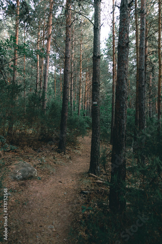 Way in the forest surrounded by pine trees in Covaleda, Soria, Spain