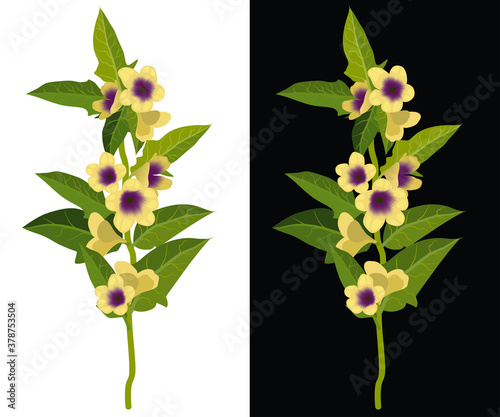 Foto Belladonna, deadly nightshade, dwale isolated vector illustration