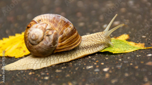 snail on a leaf