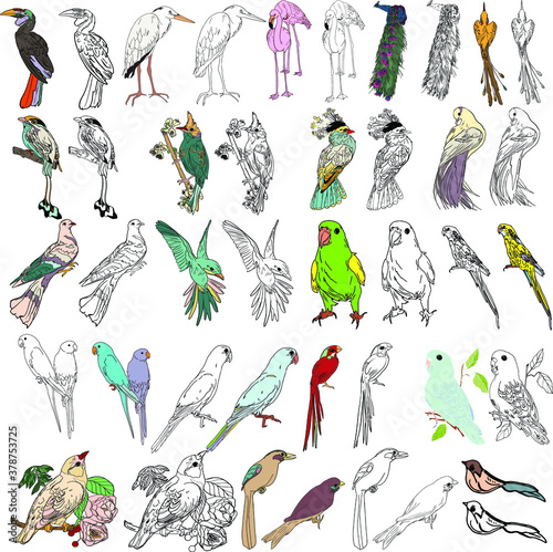 Vector illustration of birds of paradise and flowers isolated on white background. Exotic birds large set for printing on paper, logo, clothes, blanks for designers