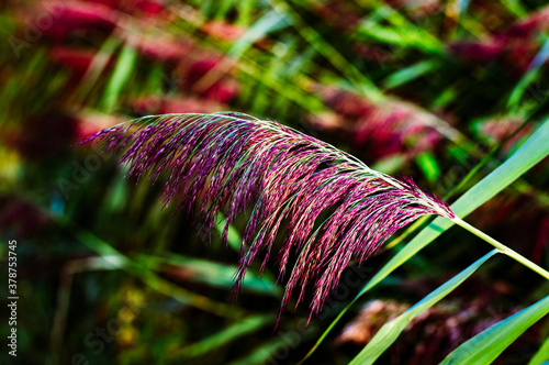 Purple blossom of a common reed plant
