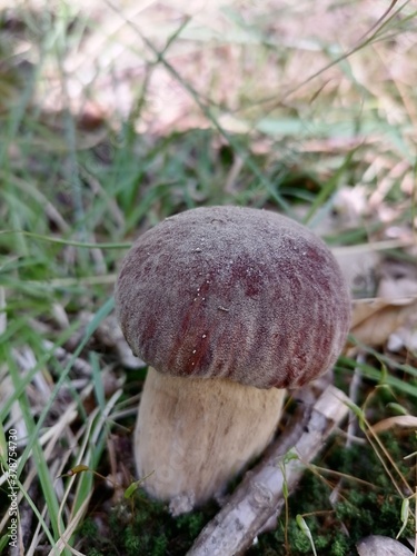 Grzyb prawdziwek photo