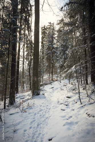 Wandern am Goldsteig - winterlicher Naturpark Steinwald