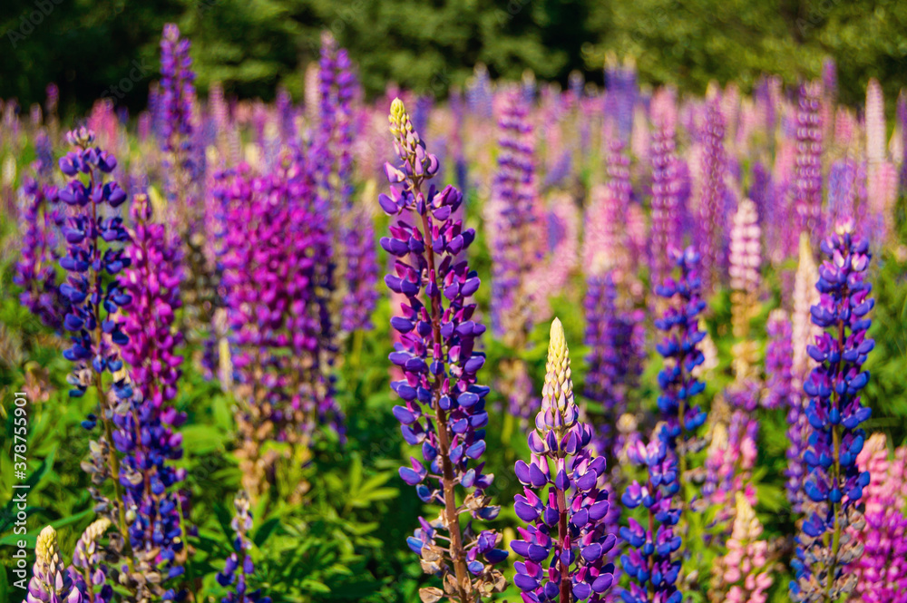 Obraz premium Beautiful lilac flowers of lupins in the meadow