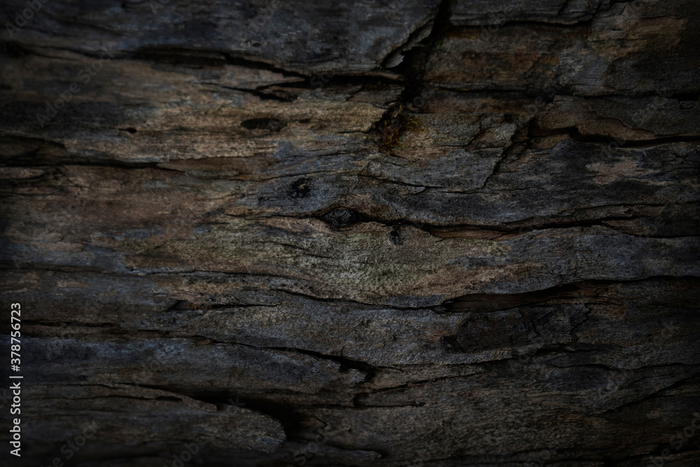 Old wood texture. Dark wooden background. Wooden grunge background. Old wood texture. Dark wooden background. Wooden grunge background.