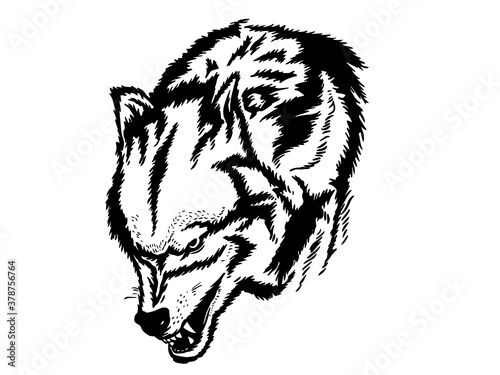 Wolf's face