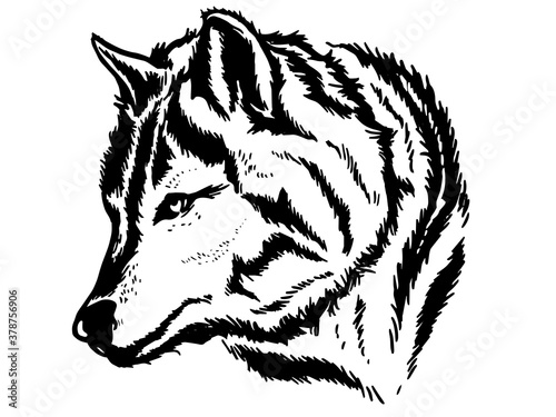 Wolf's face