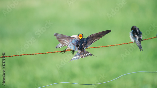 A mother swallow feeds her young with insects on the barbed wire in the farmland, Ameland, Wadden Island, nature conservation area, Friesland, The Netherlands