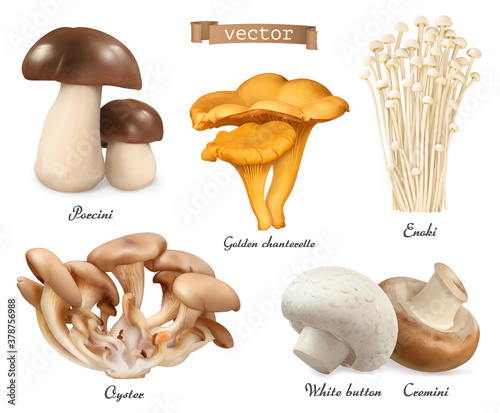 Edible mushrooms. Porcini, golden chanterelle, enoki, oyster mushrooms, cremini, white button. 3d vector realistic objects set. Food illustration