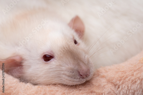 Cute pet rat