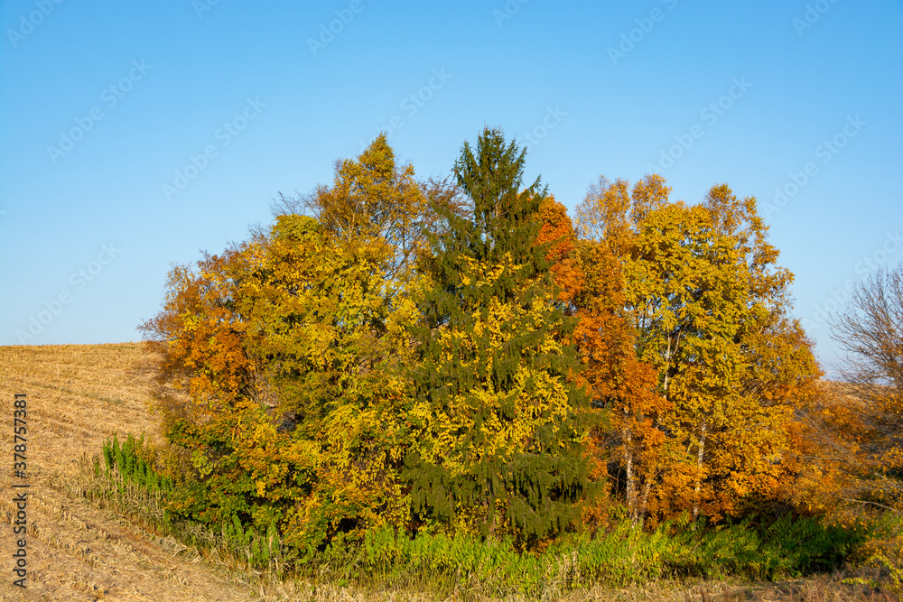 Fototapeta premium カラフルな秋の林と青空