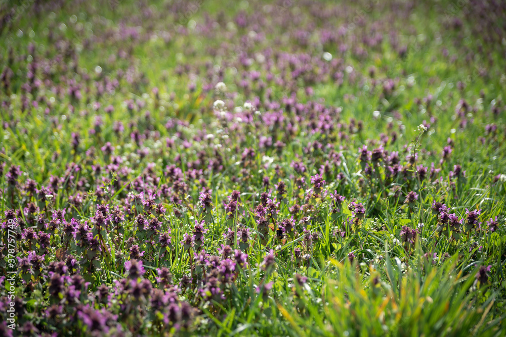 Blumenwiese im Frühling Blumenwiese im Frühling