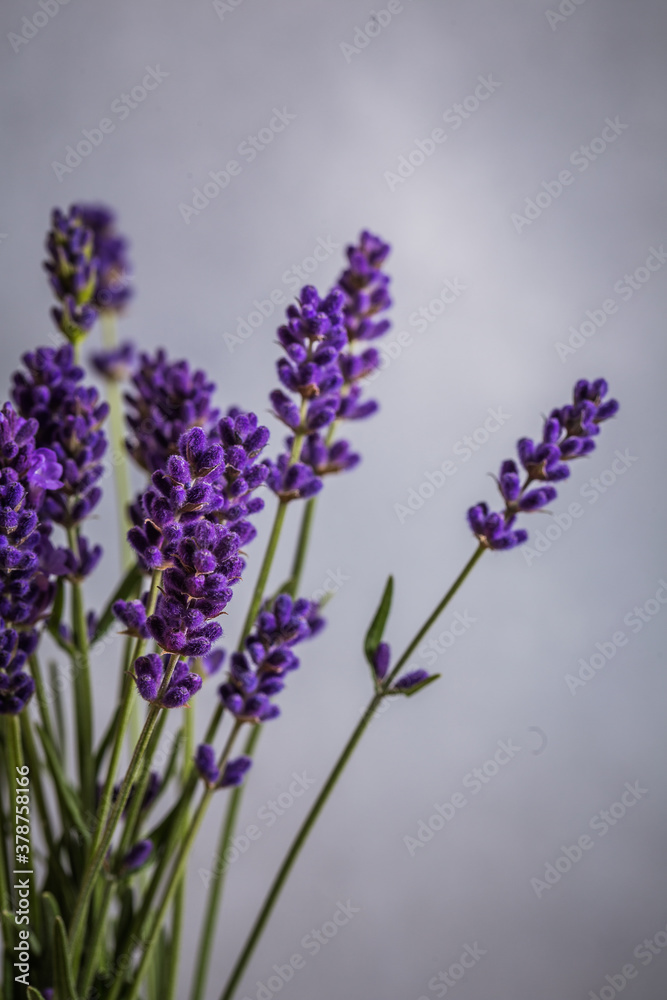 Naklejka premium Fresh flowers of lavender bouquet on rustic wooden background