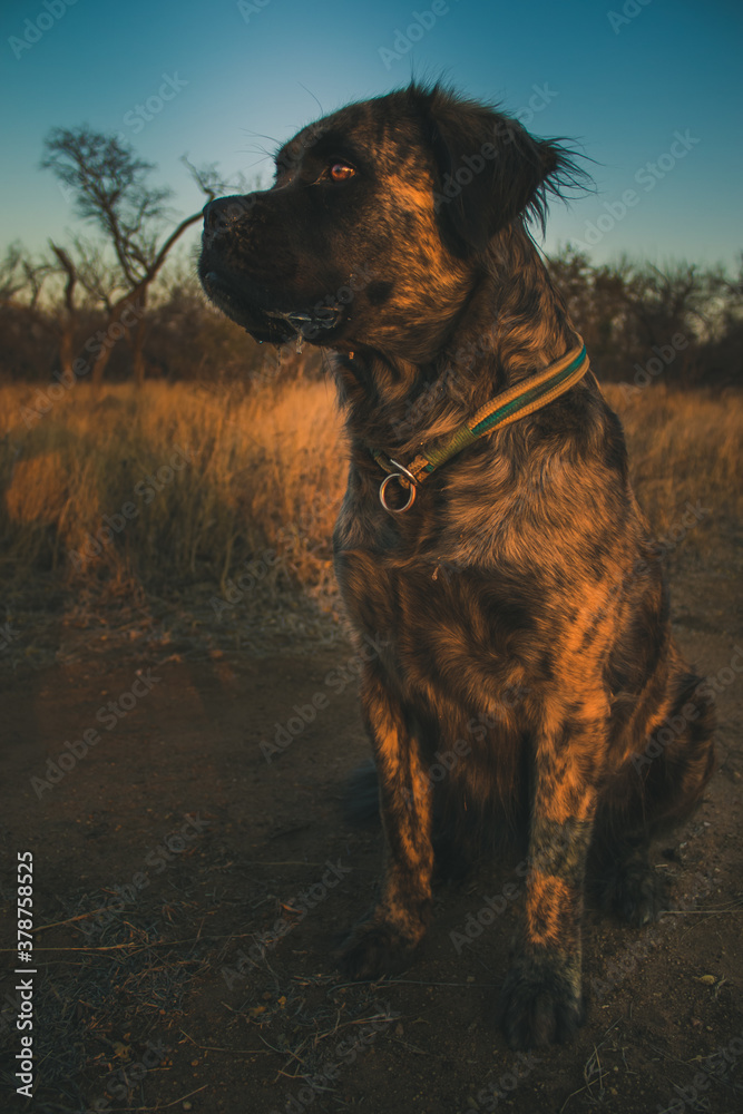 A brindle big dog sitting in the field as the sun rises.