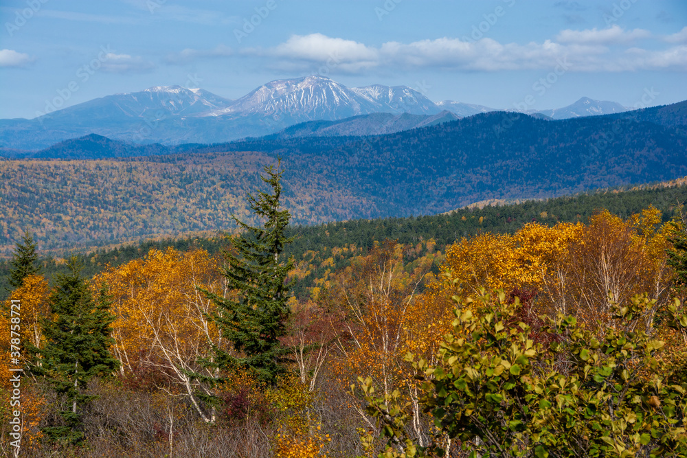 秋の黄葉の林と冠雪の山頂　十勝岳連峰
