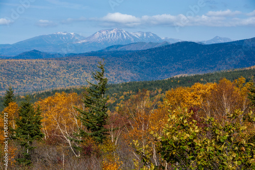 秋の黄葉の林と冠雪の山頂 十勝岳連峰 