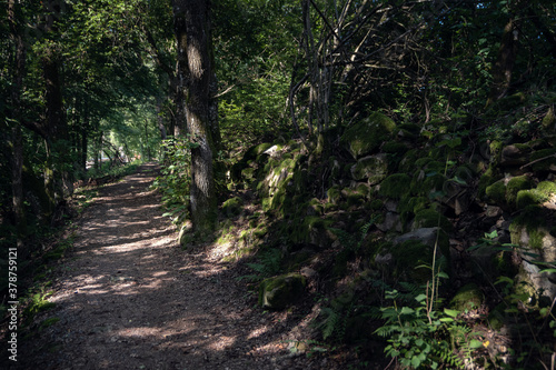 Wandern zur Sau  bachklamm im bayerischen Wald