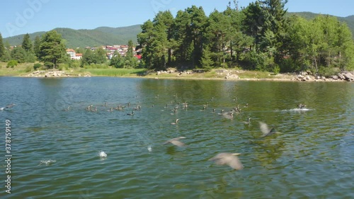 Flock of cormorants  flies over a large lake on a summer day. Cormorants ( Phalacrocorax )

