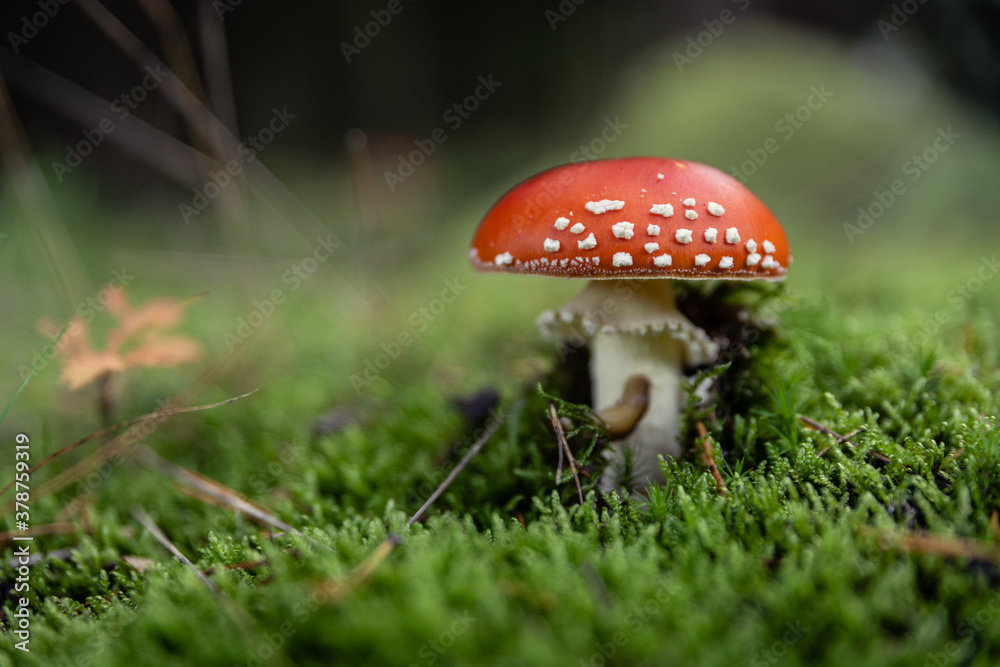 giftiger, aber prachtvoller Fliegenpilz im Wald giftiger, aber prachtvoller Fliegenpilz im Wald