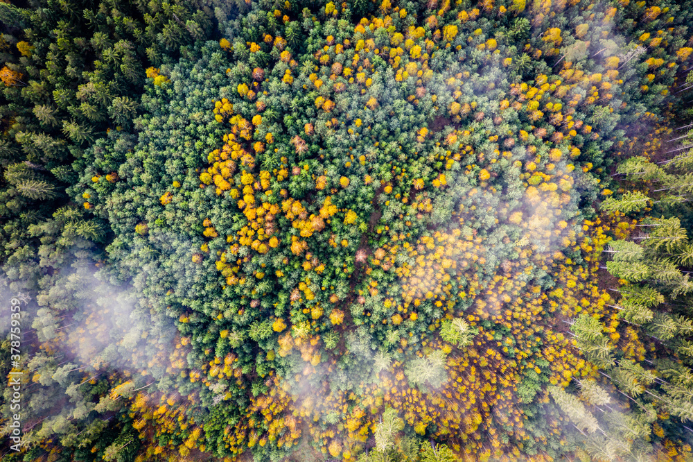 Luftaufnahme vom Herbstwald Luftaufnahme vom Herbstwald