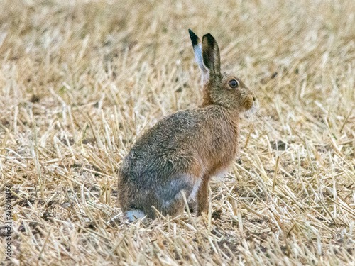 Brown Hare in the Lincolnshire Wolds
