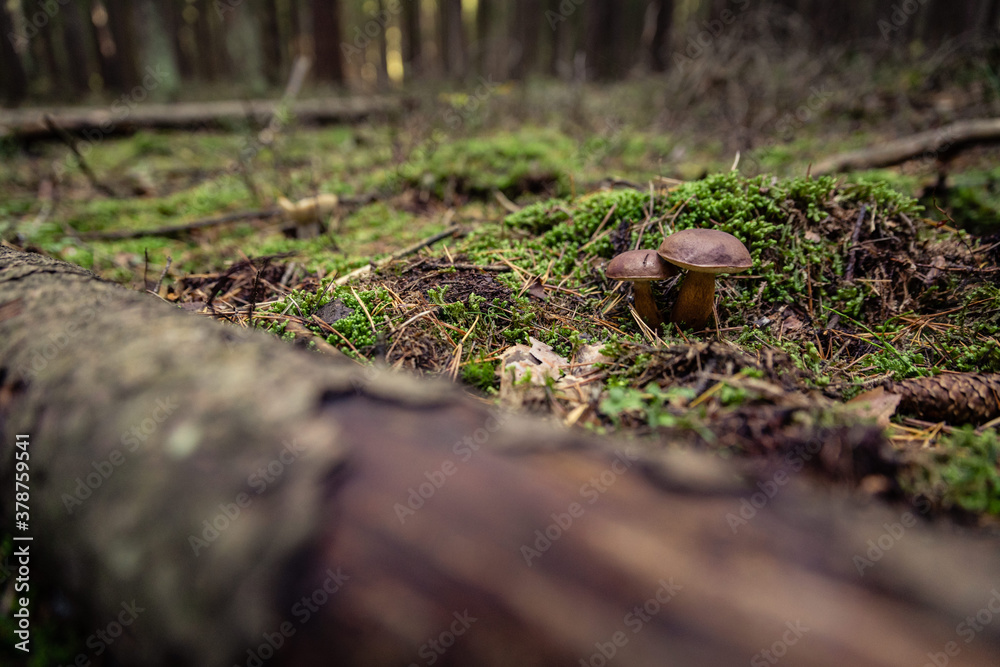 Erfolg bei der Pilzsuche - Steinpilz im Wald Erfolg bei der Pilzsuche - Steinpilz im Wald