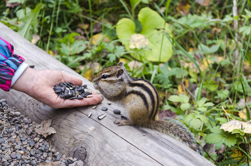 hand feeding Chipmunk seeds in a national Park close up