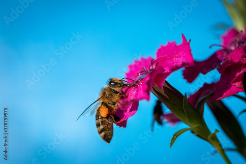 Bee on a pink flower collecting pollen and nectar for the hive  blue background