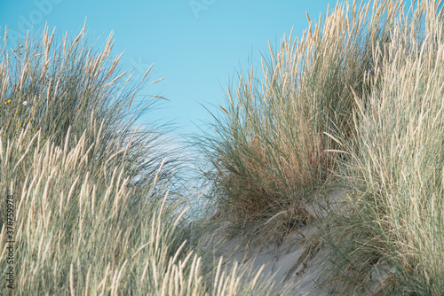 Beautiful dune grass on a sunny day, Ameland, Wadden Island, nature conservation area, Friesland, The Netherlands