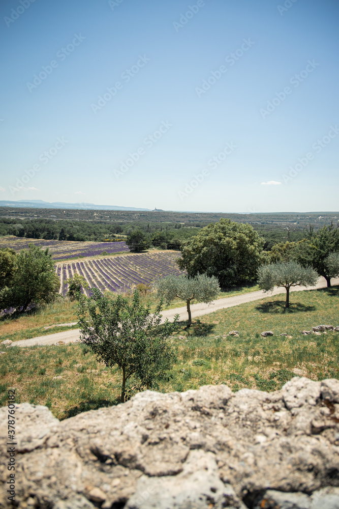 Drome Provence countryside landscape lavender field