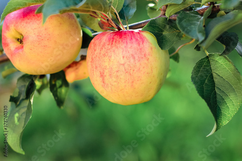 Apples on apple tree branch in fruit garden.Selective focus. Summer, autumn, harvest background.