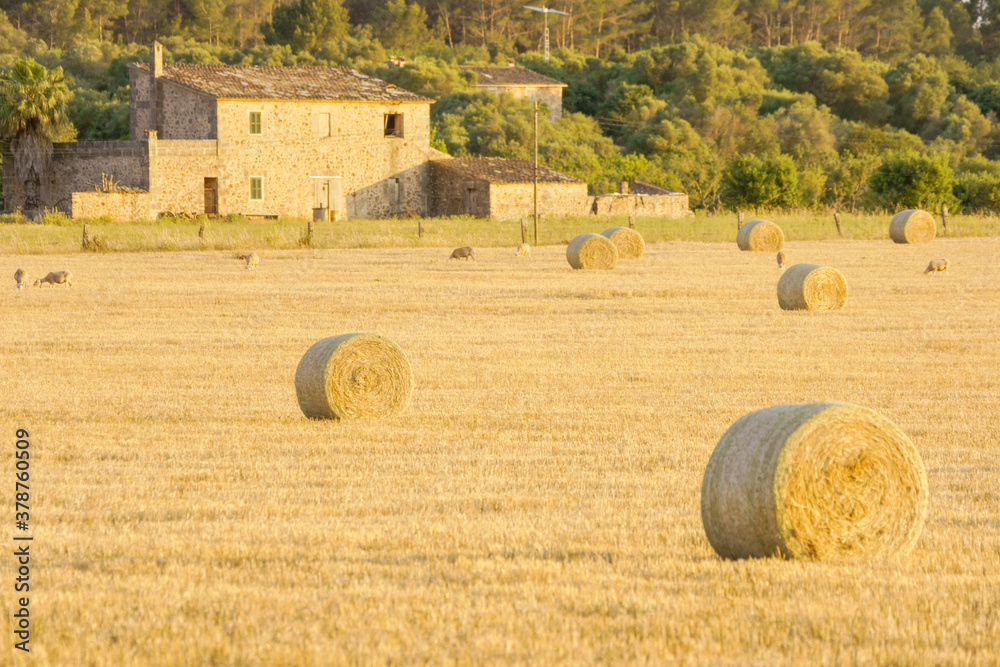 Fototapeta premium Santa Maria des Cami.Raiguer.Mallorca.Baleares.España.