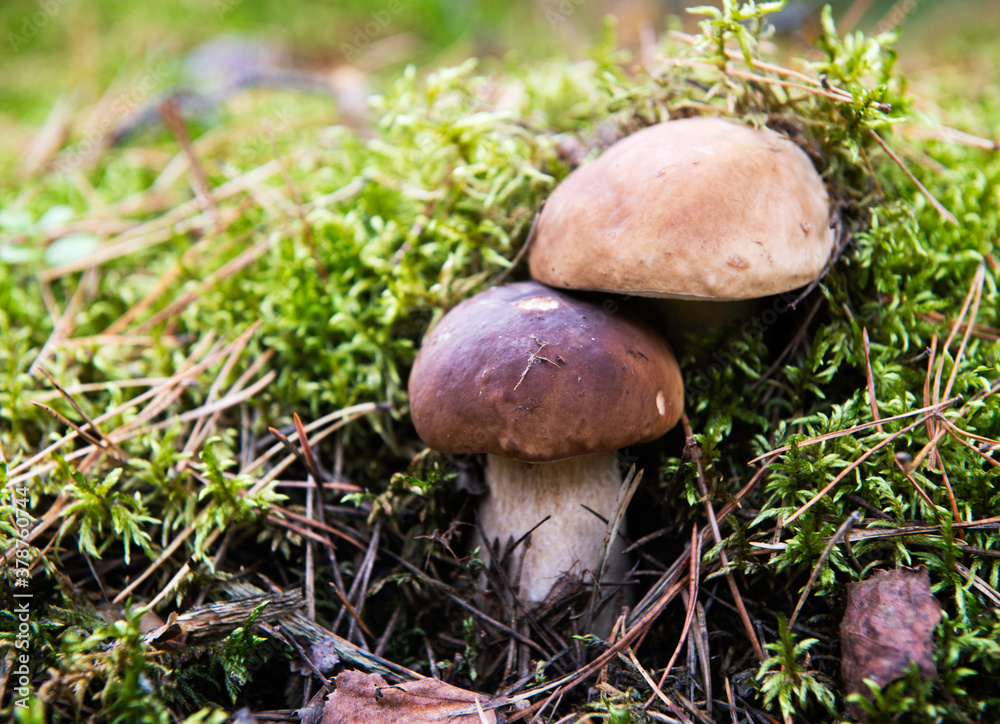 One boletus isolated in dark background with one light from the right. One boletus mushroom isolated in dark, autumn forest. One boletus isolated in dark background with one light from the right. One boletus mushroom isolated in dark, autumn forest.