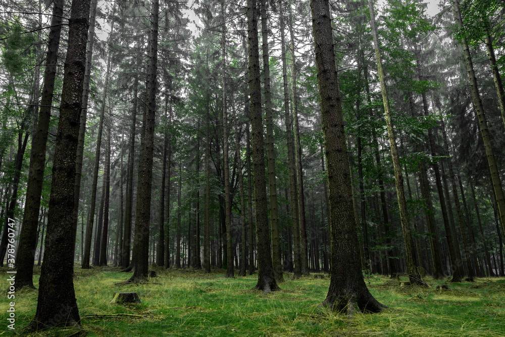 Fototapeta premium Wald