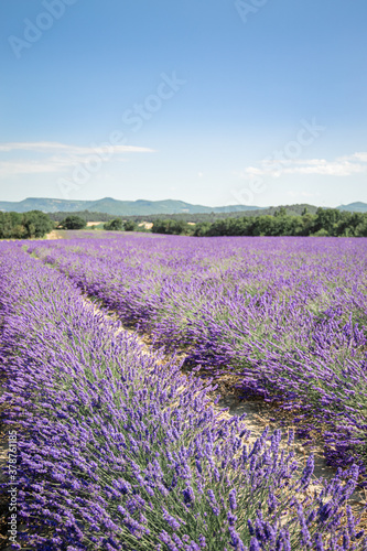 Drome Provence sky & mountain & lavender field