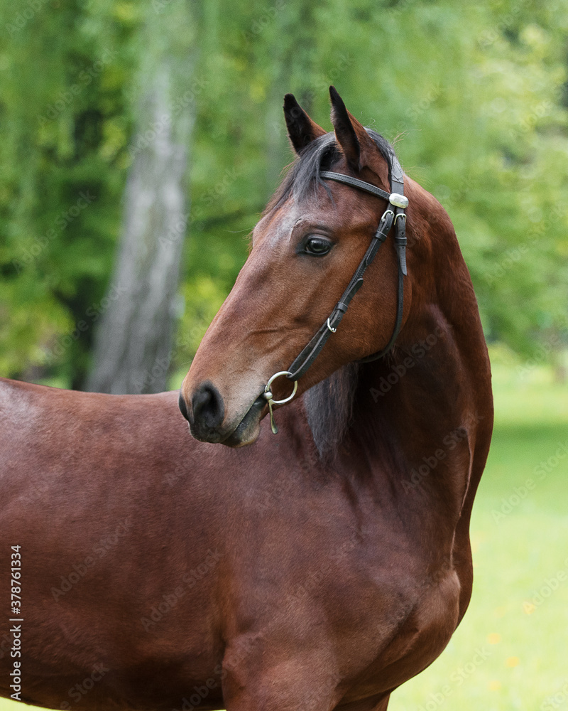 Obraz premium Portrait of a beautiful chestnut horse looks back on natural green summer background, head closeup