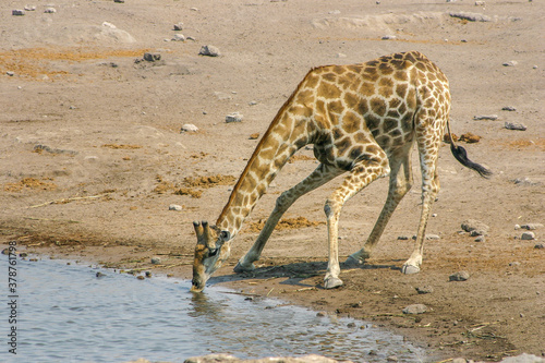 Giraffe, giraffa camelopardalis, drinking at a water hole in Etosha National Park, Namibia