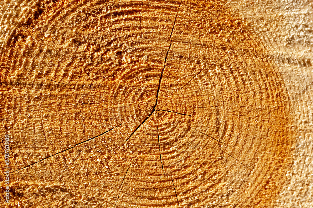 Naklejka premium Pine Saw Cut Wood Background or Texture.