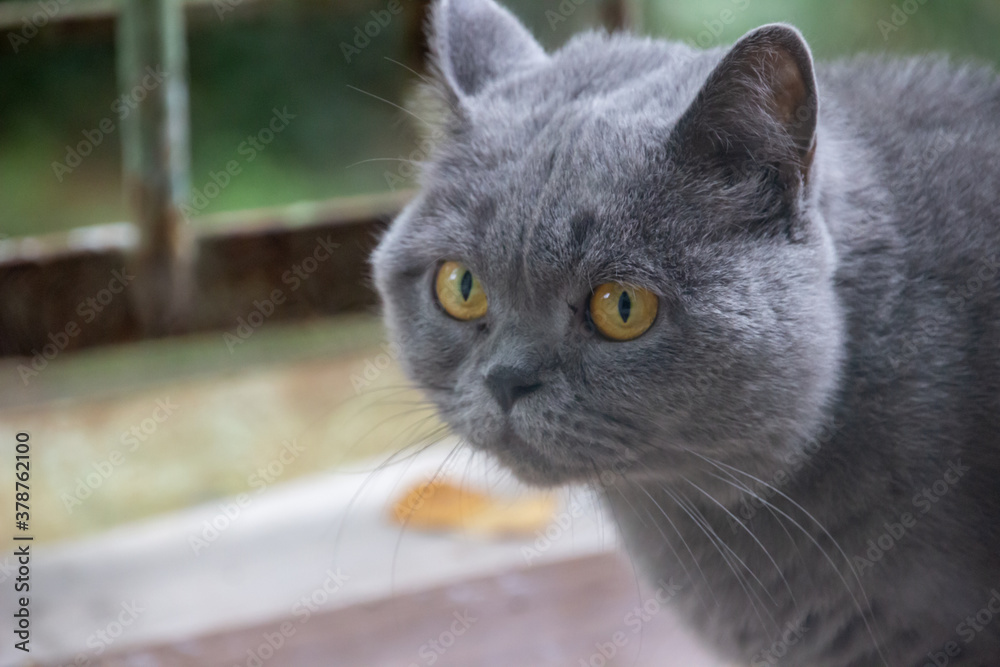 beautiful British gray cat, close-up portrait, large yellow eyes