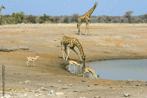 Giraffe  giraffa camelopardalis  drinking at a water hole in Etosha National Park  Namibia