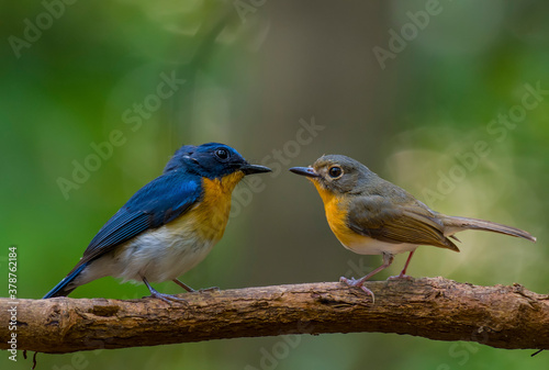 Indochinese Blue Flycatcher male and female on branch in nature.