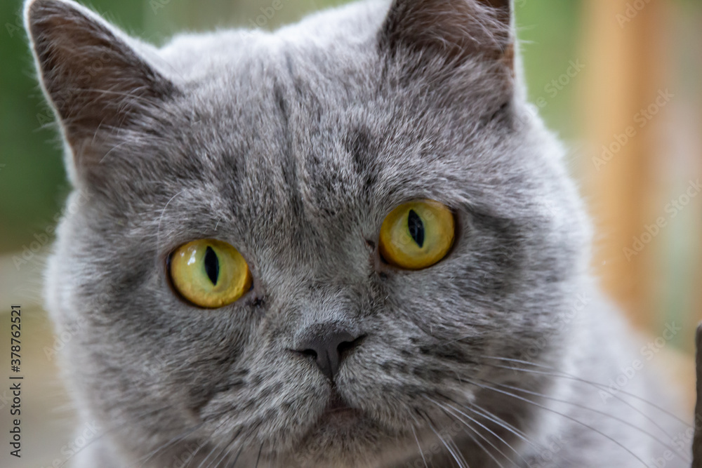 beautiful British gray cat, close-up portrait, large yellow eyes, sad look