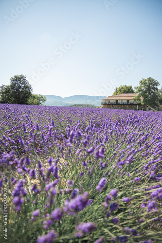 Provence Drome lavender field and house with mountain