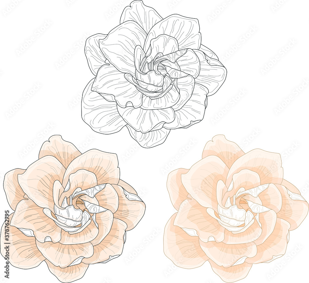 Realistic gardenia flower template set in pastel cream color and black and  white. Jessamine vector illustration for games, background, pattern, decor.  Print for textile, fabrics and other surfaces. Stock Vector | Adobe