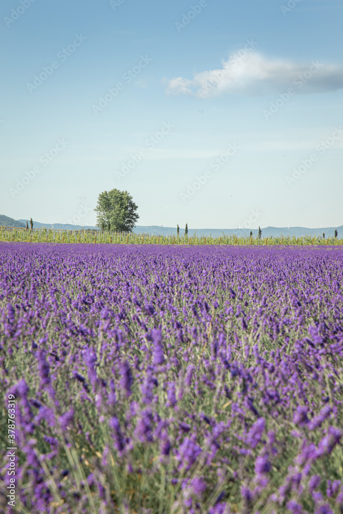 Provence Drome lavender field with tree and sky Provence Drome lavender field with tree and sky