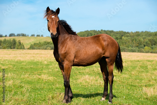 Horses graze in the meadow on a summer day